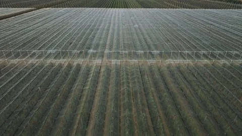 Aerial view: Flying over apple gardens 動画素材 102054108