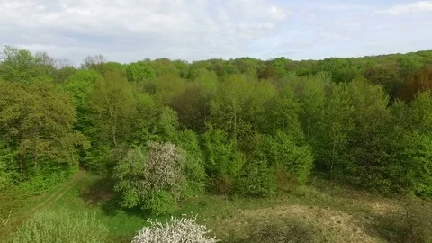 Aerial View. Flying over the beautiful sunny forest trees. Stock Footage 74992210