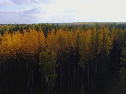 Aerial View. Flying over the beautiful autumn trees in forest. Stock Footage