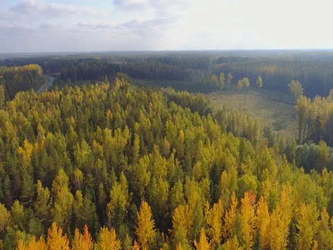 Aerial View. Flying over the beautiful autumn trees in forest. Stock Footage 80614573