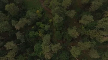 Aerial View. Flying over the beautiful forest trees. Landscape panorama. Stock Footage 85608946