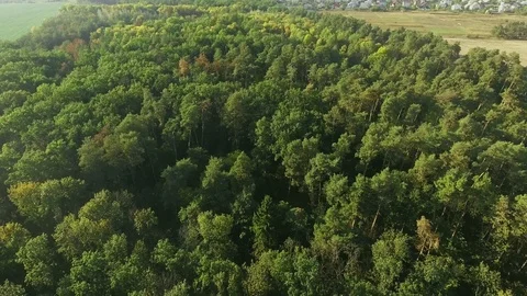 Aerial View. Flying over the beautiful forest trees. Landscape panorama. Stock Footage 85695597