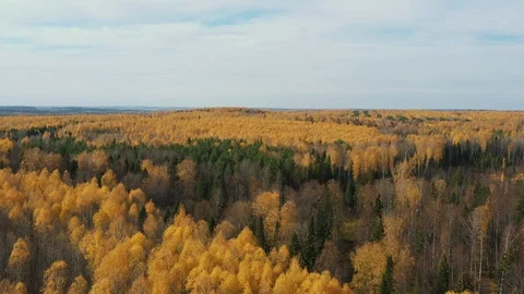Aerial View. Flying over the beautiful sunny forest trees. Aerial camera shot Stock Footage 118082002