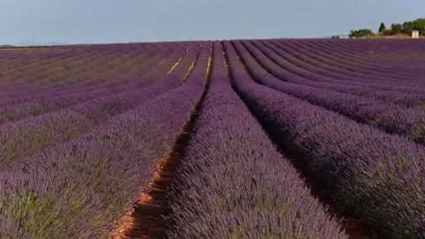 Aerial view flying over a blooming lavender field in provence Stock Footage 317516403
