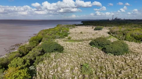 Aerial view flying over buenos aires ecological reserve Stock-Footage 333926762