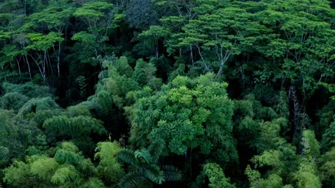 Aerial view, flying over the canopy secondary rainforest with bamboo and trees Stock Footage 160314776