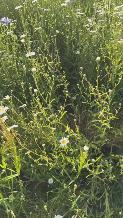 Aerial view flying over chamomile meadow in sunlight. Camera gliding above .. Stock Footage 340144893