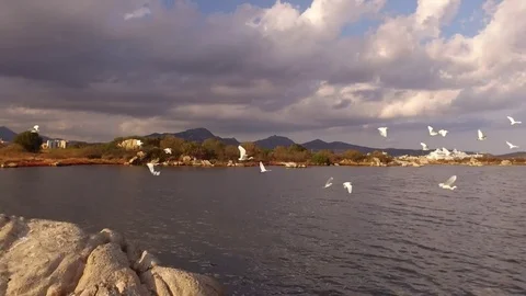 Aerial View. Flying Over The Cliff Into The Sea. A Lot Of Birds On A Rocks  Stock Footage 82397267