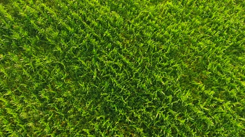 Aerial View. Flying over the corn field.  Aerial drone shot. Stock Footage 65445473
