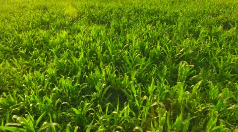 Aerial View. Flying over the corn field.  Aerial drone shot. Vidéo 65446940