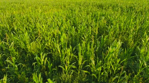 Aerial View. Flying over the corn field.  Aerial drone shot. Stock Footage 65484296