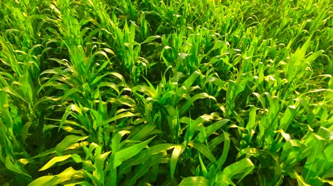 Aerial View. Flying over the corn field.  Aerial drone shot. Stock Footage 65485172