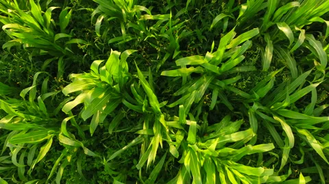 Aerial View. Flying over the corn field.  Aerial drone shot. Stock Footage 65489477