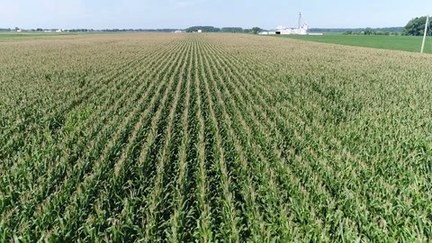 Aerial View Flying Over Corn and Soybean Fields and Farms Smyrna Delaware Stock Footage 78737568