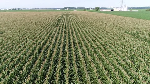 Aerial View Flying Over Corn and Soybean Fields and Farms Smyrna Delaware Stock Footage 78737817