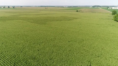Aerial View Flying Over Corn and Soybean Fields and Farms Smyrna Delaware Stock Footage 78737825