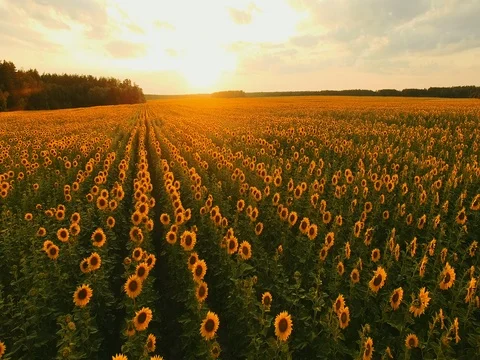 AERIAL VIEW: Flying over a cornfield at sunrise. 動画素材 77594245