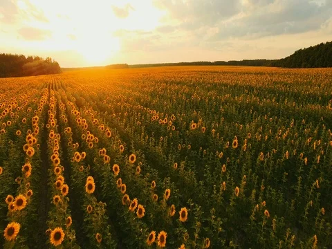 AERIAL VIEW: Flying over a cornfield at sunrise. Stock Footage 77595791