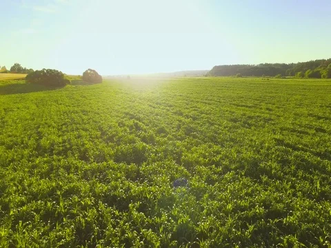 AERIAL VIEW: Flying over a cornfield at sunrise. Vidéo 77620837