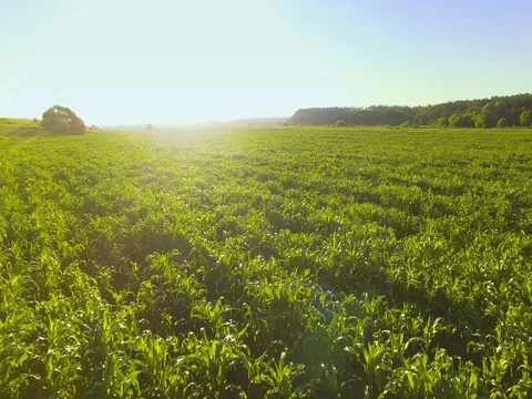 AERIAL VIEW: Flying over a cornfield at sunrise. Stock Footage 77621530
