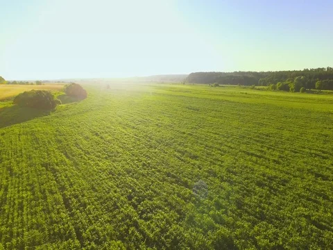 AERIAL VIEW: Flying over a cornfield at sunrise. Stock Footage 77621559