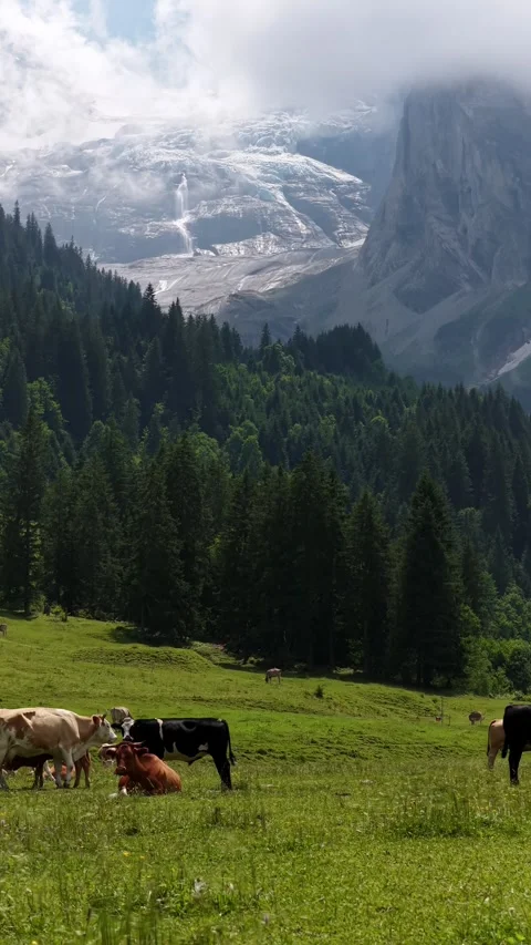 Aerial view flying over cows grazing in an alpine pasture with a glacier in the Stock Footage 317952514