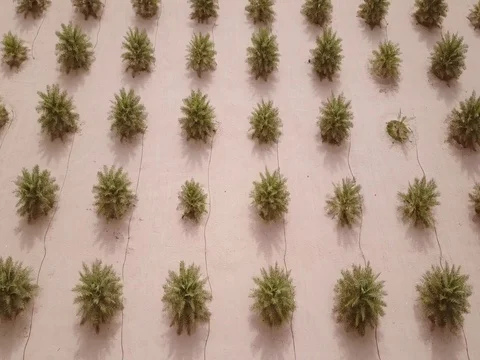 Aerial view from flying over a date palm tree field at a low angular angle. Stock Footage 77879986
