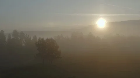 Aerial view - Flying over dense pine forest and fog. Beautiful landscape of the Stock-Footage 90026871