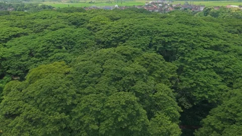 Aerial view flying over dense djawatan forest in java indonesia 스톡 동영상 328920865