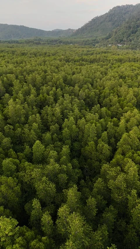 Aerial View Flying Over Dense Mangrove Forest in Koh Lanta, Thailand Stock Footage 335946093