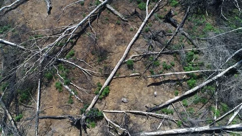 Aerial view flying over destroyed cut forest Stock Footage 77859137