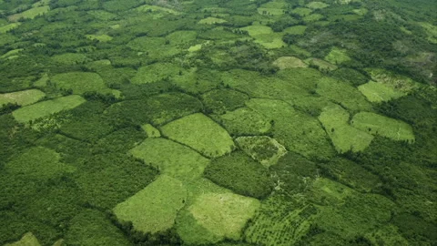 Aerial view flying over devastating deforestation in Cambodia Vídeo Stock 331955767