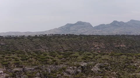 Aerial view flying over the dragon's blood tree forest on socotra island in.. Vídeo Stock 333502168