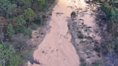 Aerial View Flying Over Dry Sandy Riverbed and Eucalyptus Forest Stock Footage 345691706