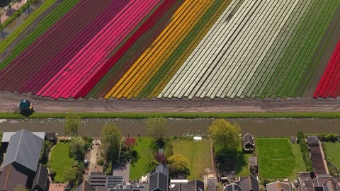 Aerial view flying over dutch village and colorful tulip fields Stock Footage 341522944