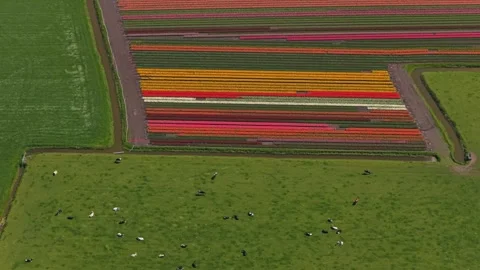 Aerial view flying over dutch tulip fields and cows grazing Stock Footage 342281034