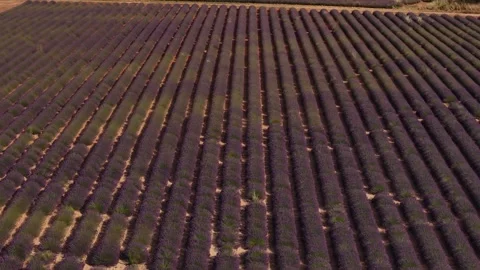 Aerial view flying over endless lavender field rows Stock Footage 317516246