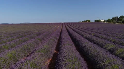 Aerial view flying over endless lavender fields in provence Stock Footage 317516469