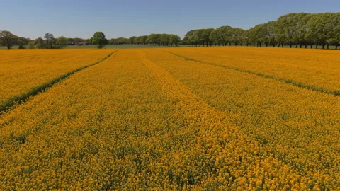 Aerial view flying over an endless vibrant yellow rapeseed field in full Stockbeeldmateriaal 338258555