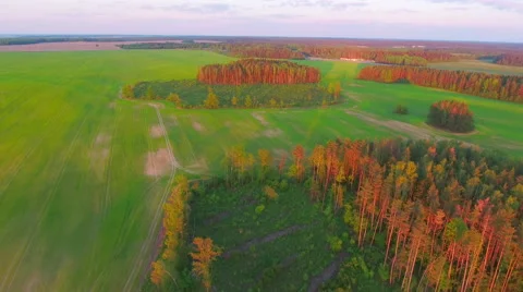 Aerial View. Flying over the field of forest at sunset with the sun's rays. Stock Footage 63782962