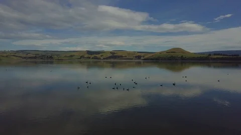 Aerial view flying over flock of black swans on calm lake Stockbeeldmateriaal 90471311