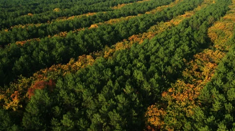 Aerial View: Flying over the forest, near Bakhchisaray, Crimea Stock Footage 36817633