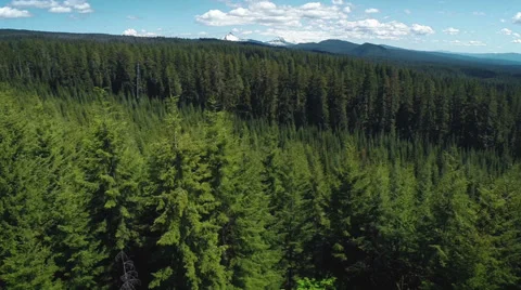 Aerial view flying over forest with mountains in the background Stock Footage 39657208