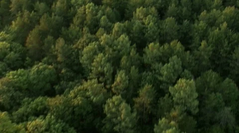 AERIAL view: Flying over the forest Stock Footage 40410562