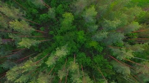 Aerial View. Flying over the forest trees. Aerial drone shot. Stock Footage 63779271