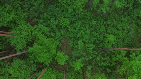 Aerial View. Flying over the forest trees. Aerial drone shot. Stock Footage 63783113