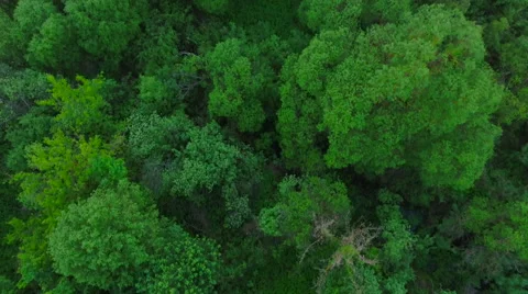 Aerial View. Flying over the forest trees. Aerial drone shot. 库存影片 64962162