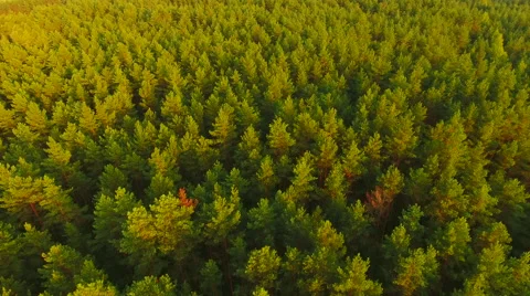 Aerial View. Flying over the forest trees. Aerial drone shot. Stock Footage 65445881