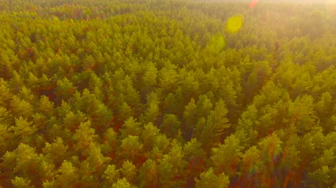 Aerial View. Flying over the forest trees. Aerial drone shot. Stock Footage 65486667