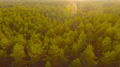 Aerial View. Flying over the forest trees. Aerial drone shot. Stock Footage 65490949